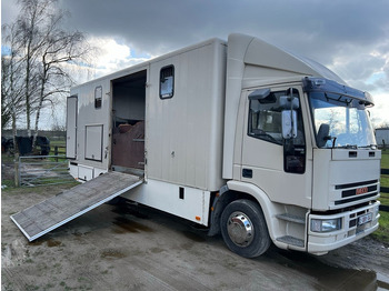 Horse truck IVECO