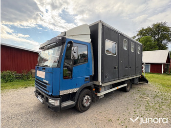 Horse truck IVECO EuroCargo