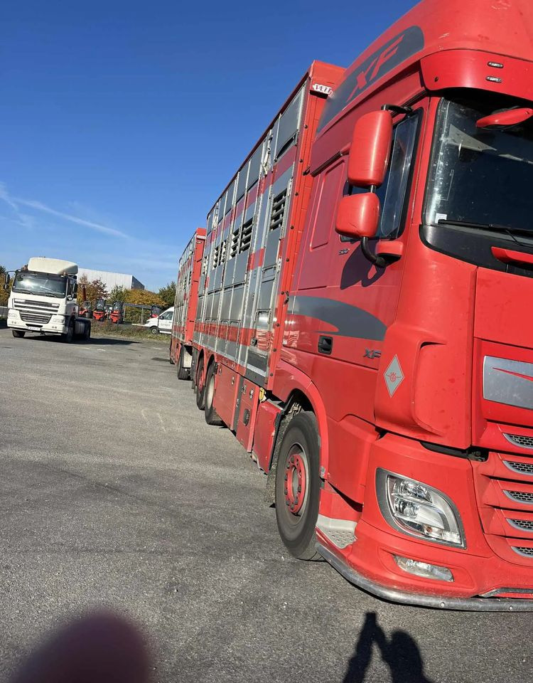 DAF XF 530 + Przyczepa Pezzaoli - 3X Trzoda, 2 X Bydło I 3 poziomy I Podnoszony dach I Hydroburta I Osie Skrętne I Poidła I Wentylatory I Pilot Manualny | - Livestock truck: picture 4 DAF XF 530 + Przyczepa Pezzaoli - 3X Trzoda, 2 X Bydło I 3 poziomy I Podnoszony dach I Hydroburta I Osie Skrętne I Poidła I Wentylatory I Pilot Manualny | - Livestock truck: picture 4