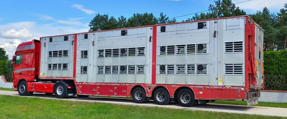Pezzaioli SBA32/hydrauliczny dach/hydrauliczna rampa/ 3 poziomy/ 2xbydło -3xtrzoda/wentylatory/poidła/sterowanie pilotem - Livestock semi-trailer: picture 3 Pezzaioli SBA32/hydrauliczny dach/hydrauliczna rampa/ 3 poziomy/ 2xbydło -3xtrzoda/wentylatory/poidła/sterowanie pilotem - Livestock semi-trailer: picture 3