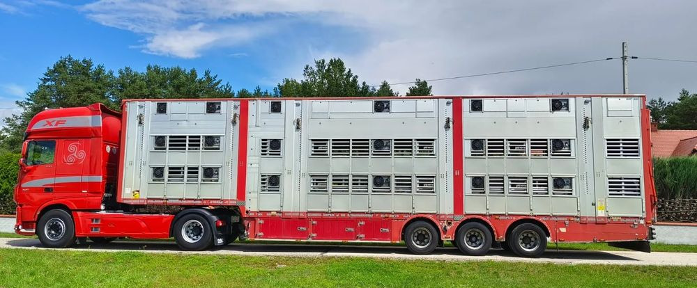 Pezzaioli SBA32/hydrauliczny dach/hydrauliczna rampa/ 3 poziomy/ 2xbydło -3xtrzoda/wentylatory/poidła/sterowanie pilotem - Livestock semi-trailer: picture 2 Pezzaioli SBA32/hydrauliczny dach/hydrauliczna rampa/ 3 poziomy/ 2xbydło -3xtrzoda/wentylatory/poidła/sterowanie pilotem - Livestock semi-trailer: picture 2
