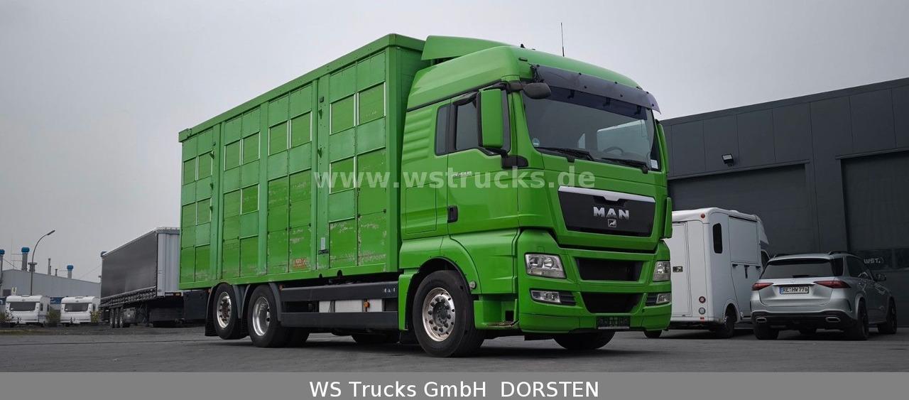 MAN TGX 26.480 XL KABA 3 Stock Viehtransporter - Horse truck: picture 4 MAN TGX 26.480 XL KABA 3 Stock Viehtransporter - Horse truck: picture 4
